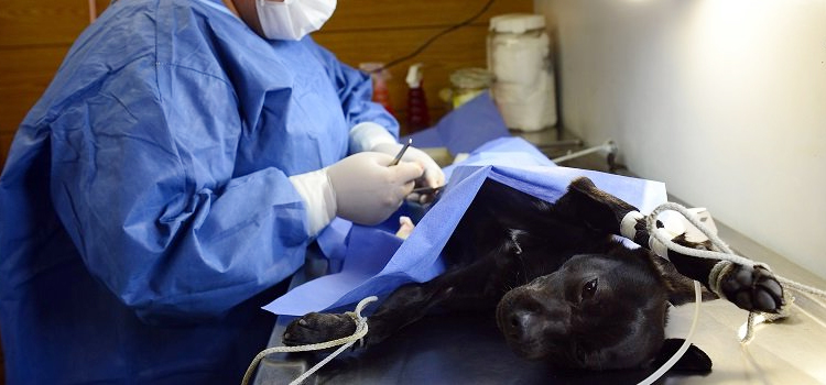 Burt animal hospital veterinary operation