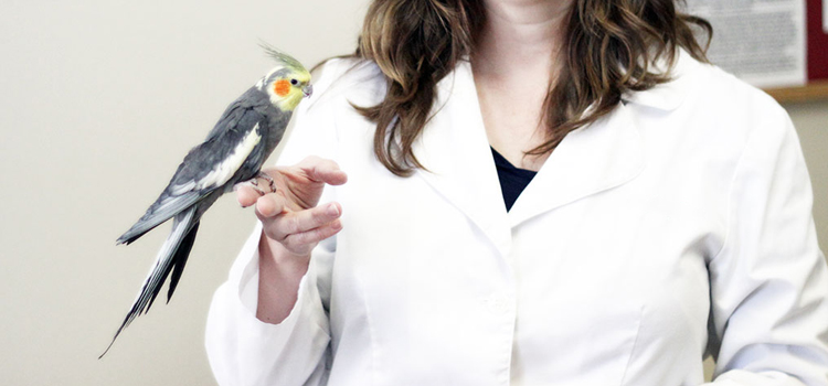 bird regular veterinary hospital in Chesterfield