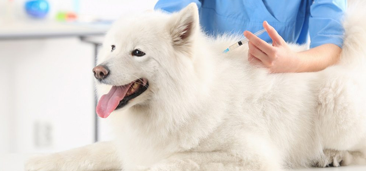 dog vaccination dispensary in Leoni