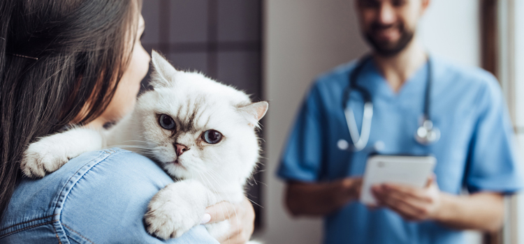 spay and neuter care in White Lake