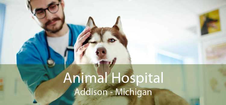 Animal Hospital Addison - Michigan