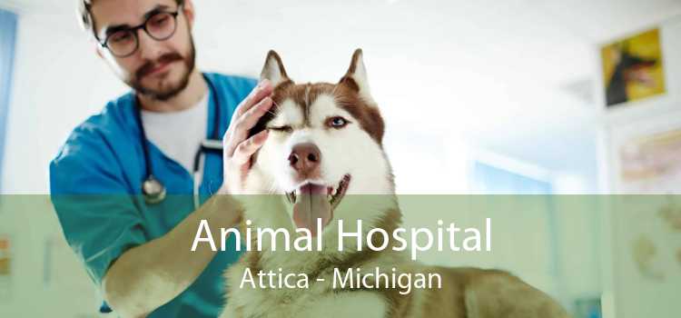 Animal Hospital Attica - Michigan