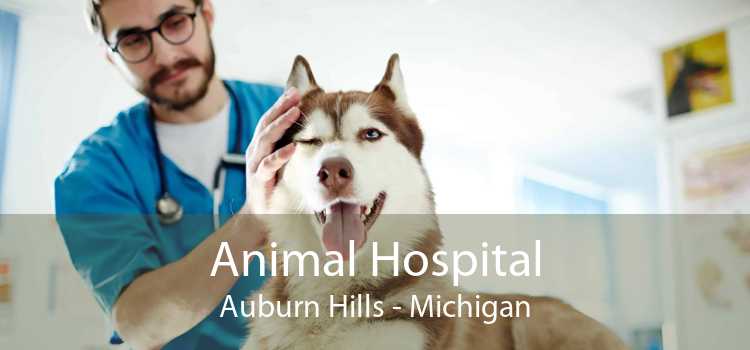 Animal Hospital Auburn Hills - Michigan