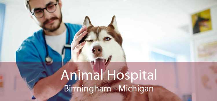 Animal Hospital Birmingham - Michigan