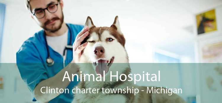 Animal Hospital Clinton charter township - Michigan