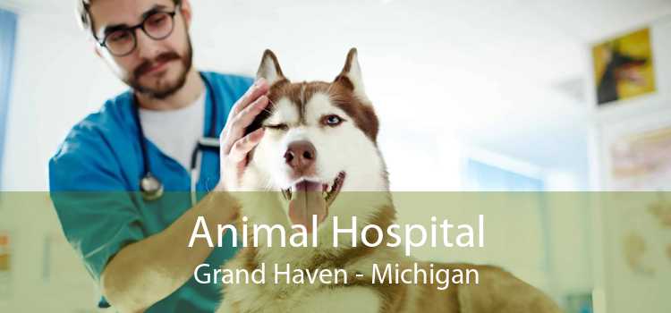 Animal Hospital Grand Haven - Michigan