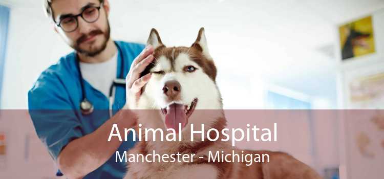 Animal Hospital Manchester - Michigan