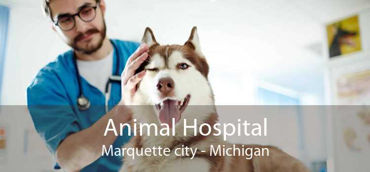 Animal Hospital Marquette city - Michigan