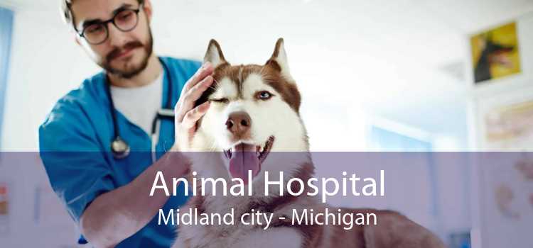 Animal Hospital Midland city - Michigan