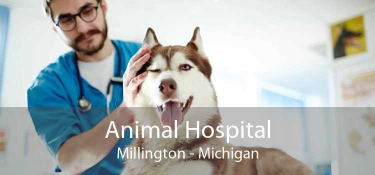 Animal Hospital Millington - Michigan