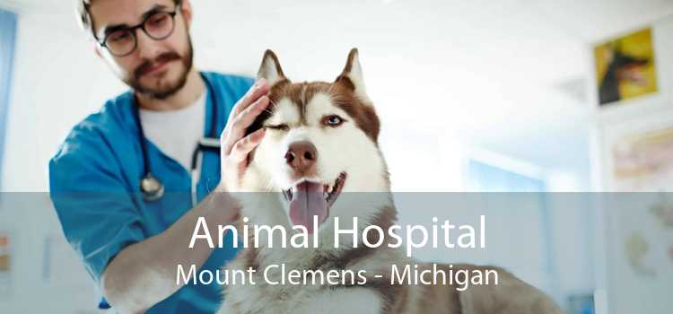 Animal Hospital Mount Clemens - Michigan