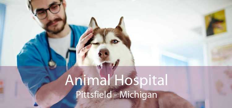Animal Hospital Pittsfield - Michigan