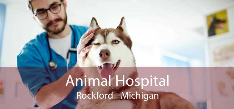Animal Hospital Rockford - Michigan