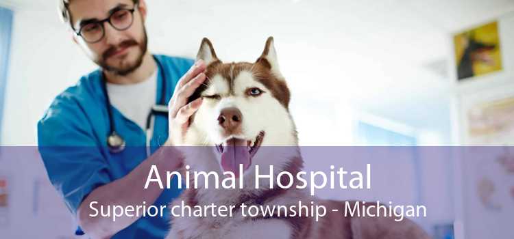 Animal Hospital Superior charter township - Michigan
