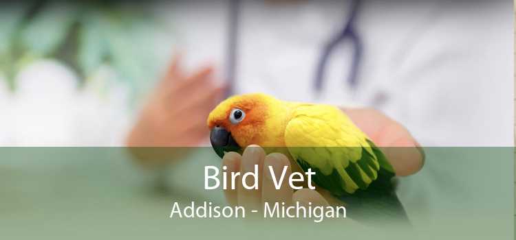 Bird Vet Addison - Michigan