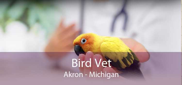 Bird Vet Akron - Michigan