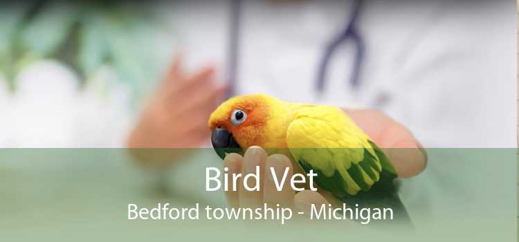 Bird Vet Bedford township - Michigan