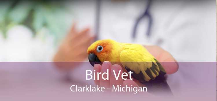 Bird Vet Clarklake - Michigan