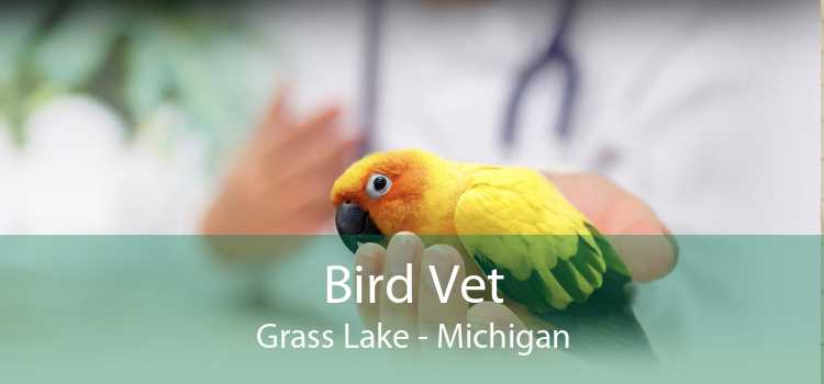 Bird Vet Grass Lake - Michigan