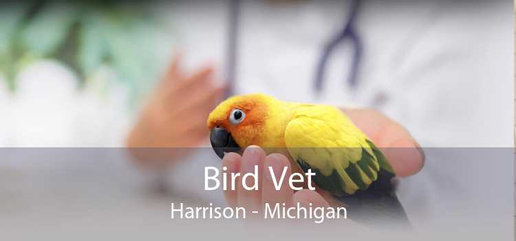 Bird Vet Harrison - Michigan