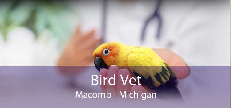 Bird Vet Macomb - Michigan