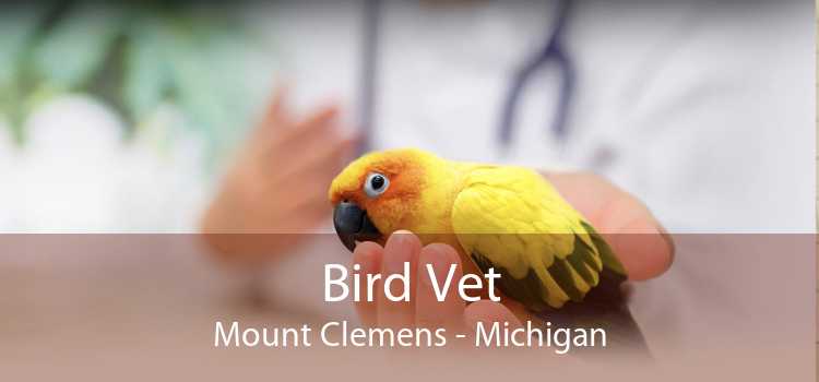 Bird Vet Mount Clemens - Michigan