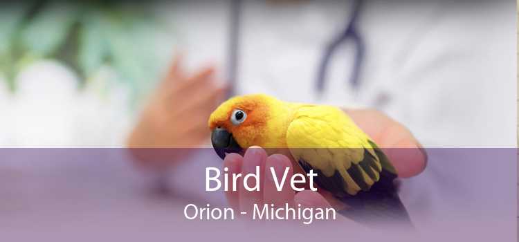 Bird Vet Orion - Michigan