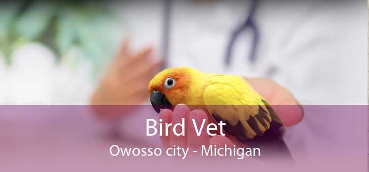 Bird Vet Owosso city - Michigan