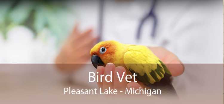 Bird Vet Pleasant Lake - Michigan