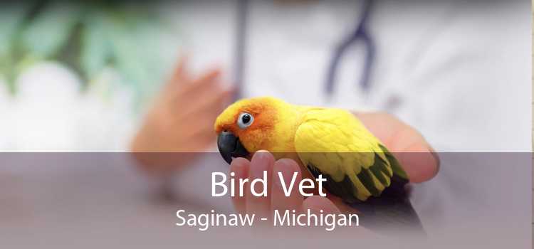 Bird Vet Saginaw - Michigan