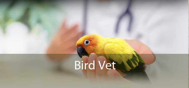 Bird Vet 