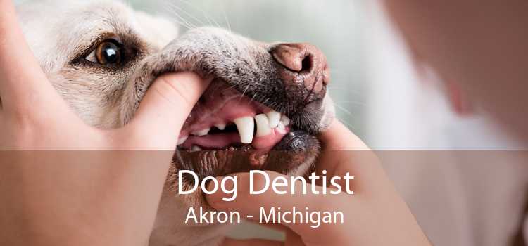 Dog Dentist Akron - Michigan