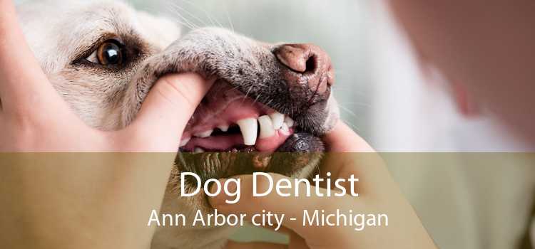 Dog Dentist Ann Arbor city - Michigan