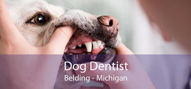 Dog Dentist Belding - Michigan