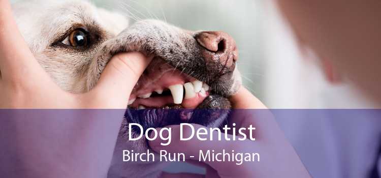 Dog Dentist Birch Run - Michigan