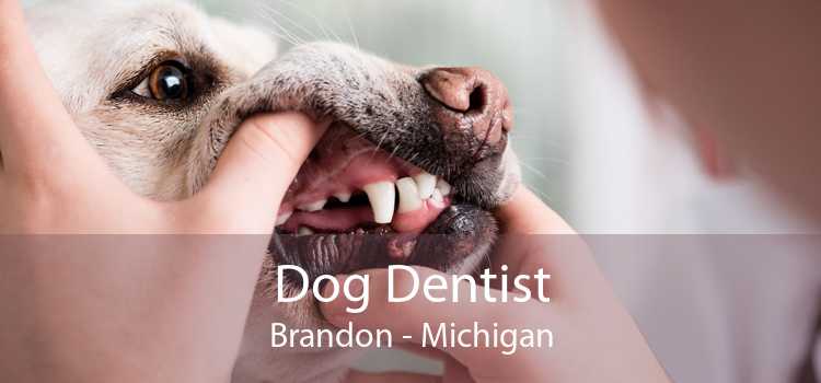 Dog Dentist Brandon - Michigan