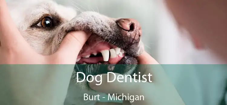 Dog Dentist Burt - Michigan