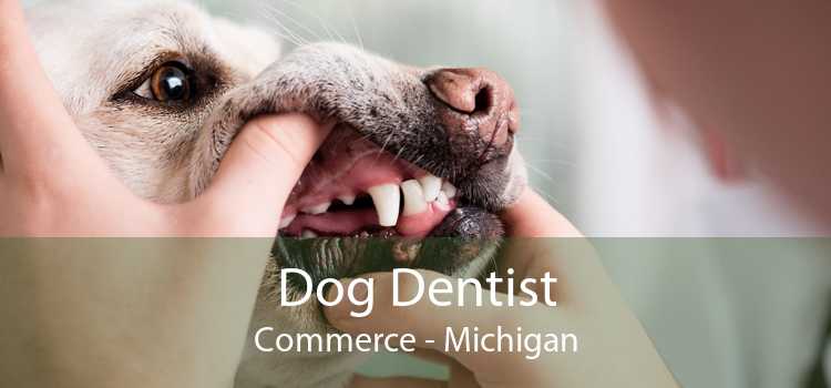 Dog Dentist Commerce - Michigan