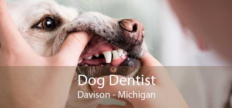 Dog Dentist Davison - Michigan