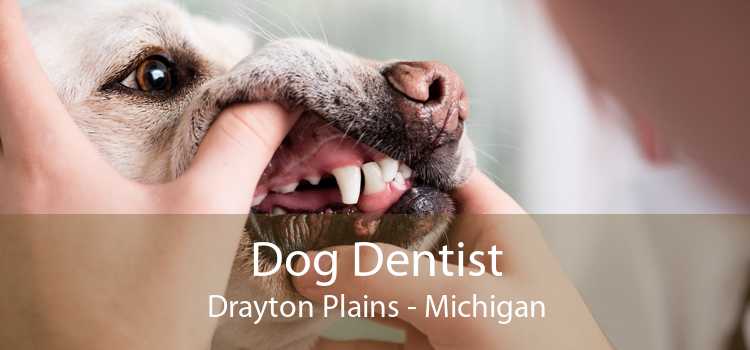 Dog Dentist Drayton Plains - Michigan