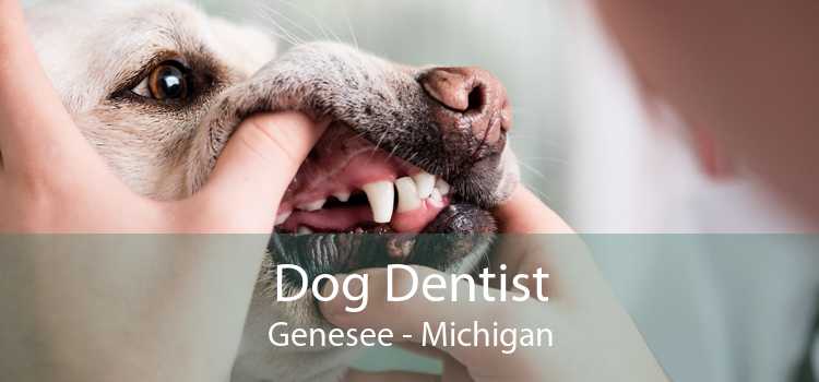 Dog Dentist Genesee - Michigan