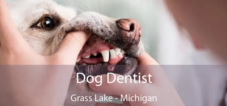Dog Dentist Grass Lake - Michigan