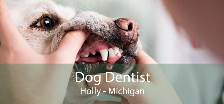 Dog Dentist Holly - Michigan