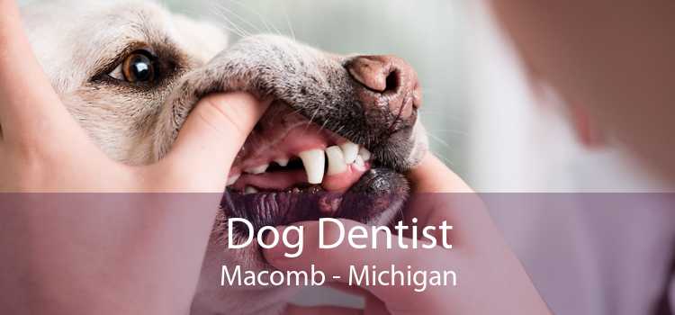 Dog Dentist Macomb - Michigan