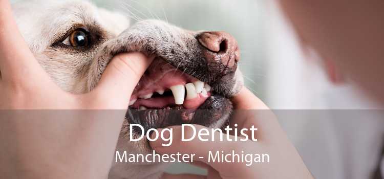 Dog Dentist Manchester - Michigan