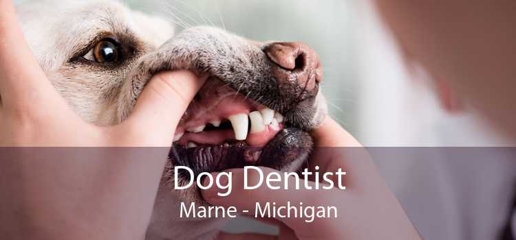 Dog Dentist Marne - Michigan