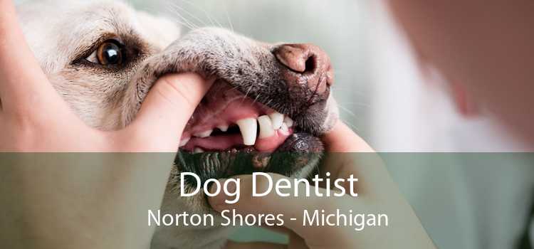 Dog Dentist Norton Shores - Michigan
