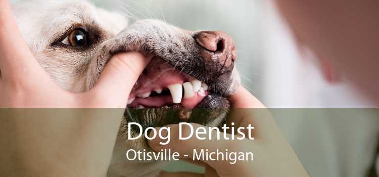 Dog Dentist Otisville - Michigan