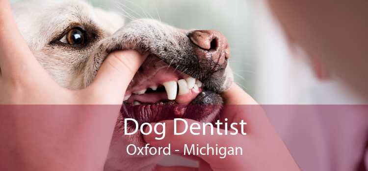 Dog Dentist Oxford - Michigan