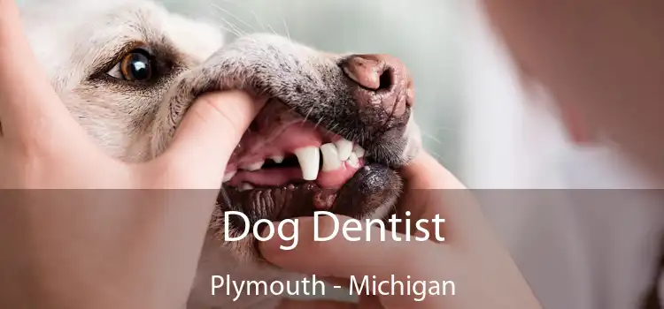 Dog Dentist Plymouth - Michigan